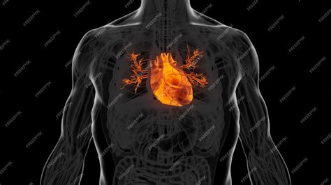 Premium Photo Human Heart Diagram 3d Illustration