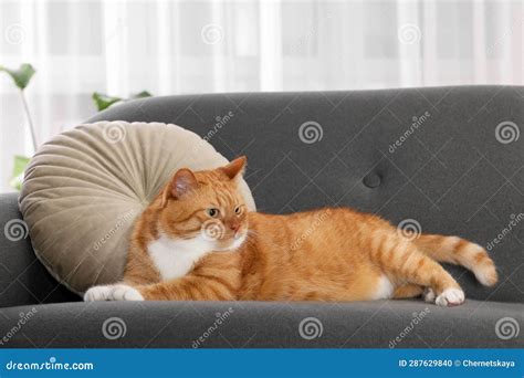 Cute Fluffy Ginger Cat Lying On Sofa At Home Stock Photo Image Of