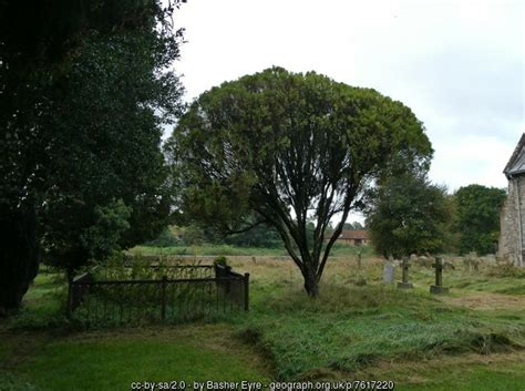 Tree In Snettisham Churchyard Basher Eyre Cc By Sa 2 0 Geograph