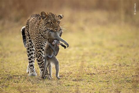 Wildlife Photographer Of The Year 2024 Tournament Schedule - Onida Babbette