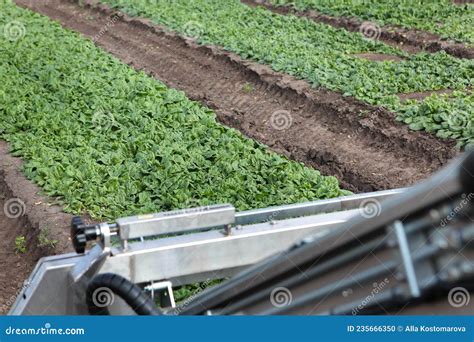 Spinach Beds Collecting Spinach Agricultural Machinery For Harvesting