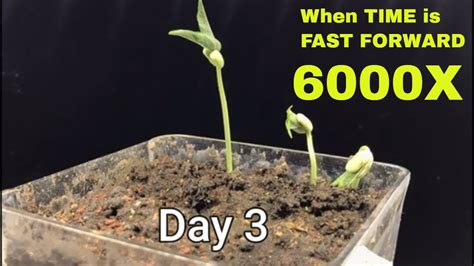 Amazing Time Lapse Video Of Growing Mung Bean Sprouts From Seeds This