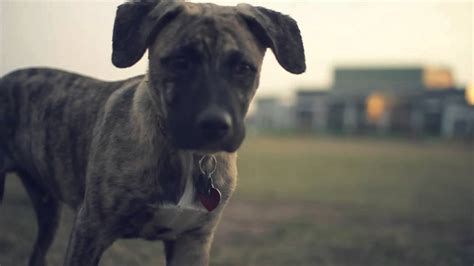 Blue Heeler Boxer Mix Dog, Boxer-Heeler mix | Dog breeds, Heeler mix, Heeler - She's got pretty ...