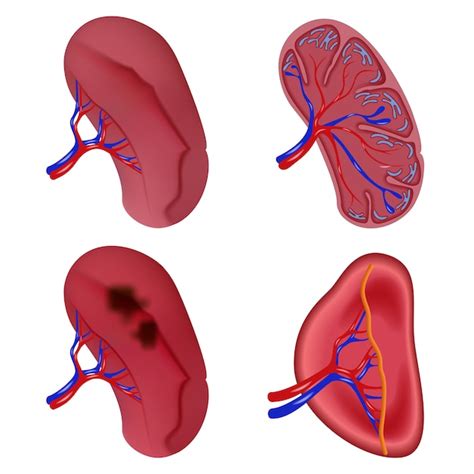 Conjunto de iconos de anatomía de la leche de bazo Vector Premium