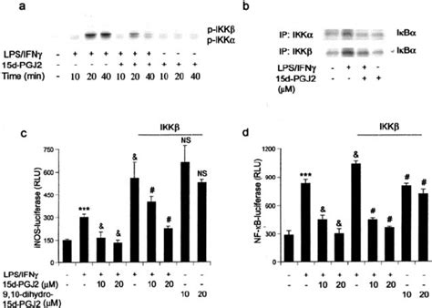 The D Pgj Inhibits Lps Ifn Induced Ikk Activity And Ikk