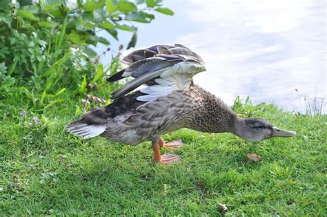 Ente Gefieder Wasservogel Kostenloses Foto Auf Pixabay Pixabay