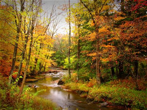 815469 Seasons Autumn Forests Rivers Trees Rare Gallery HD