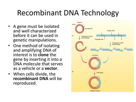 Ppt Recombinant Dna Technology Powerpoint Presentation Free Download