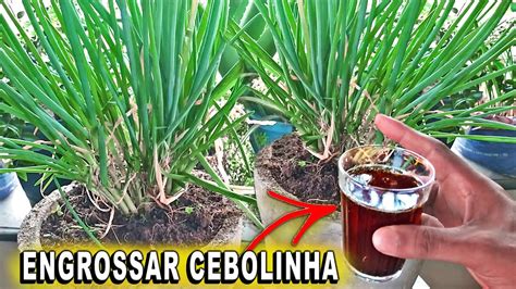 Melhor Adubo Para Engrossar Cebolinha INCRIVEL YouTube