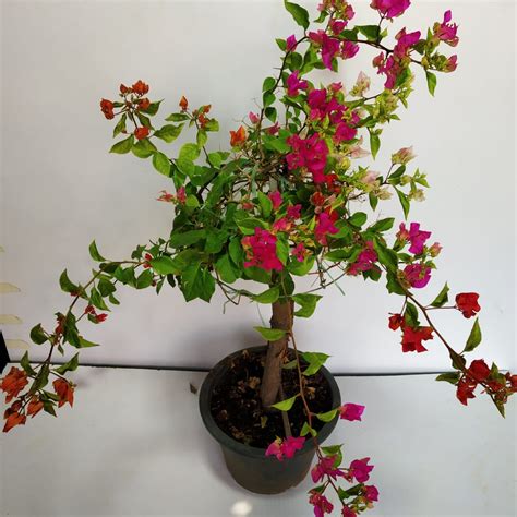 Grafted Bougainvillea Ubicaciondepersonas Cdmx Gob Mx