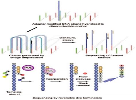 Dna Sequencing Methods Learn Life Science