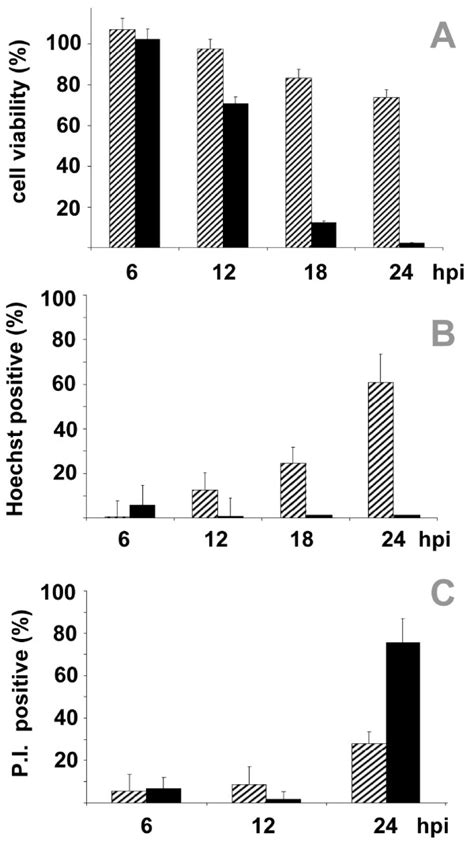 Poly Caspase Inhibitor Alters The Pathway Of MNV 1 Infection RAW 264 7