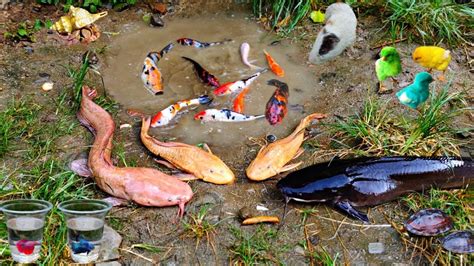 Wadidaw Menangkap Ikan Lele Besar Di Lubang Ikan Koi Ikan Sapu Sapu