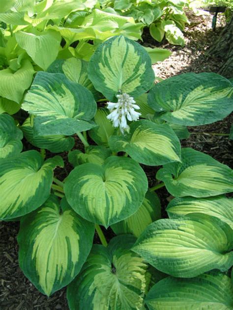 HOSTA Great Expectations Horticulture Dumont