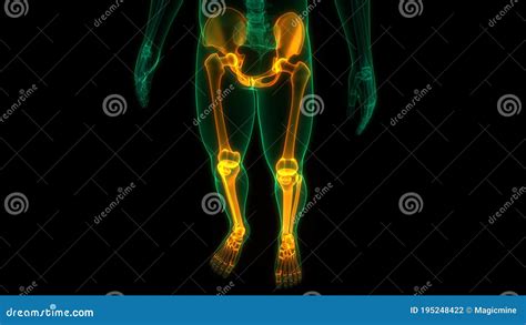 Human Skeleton System Lower Limbs Bone Joints Anatomy Stock