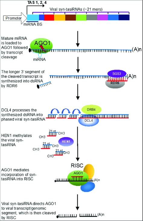 Modification Of Three Tas Genes Tas1 Tas2 And Tas4 58 For Viral