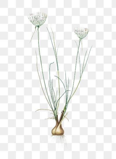 Allium Moschatum Png Sticker Vintage Premium Png Rawpixel