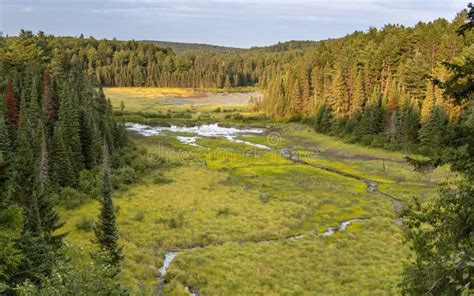 Fall Flora from Beaver Pond Lookout Stock Photo - Image of coniferous ...