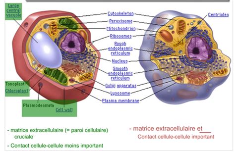 Les Jonctions Cellulaires Flashcards Quizlet