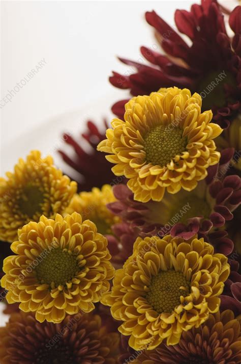 Chrysanthemum Chrysanthemum X Morifolium Flowers Stock Image C