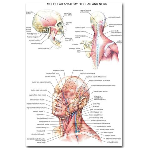 Human Anatomy Head And Neck Poster Medical Education Human Anatomy Head And Neck Medical