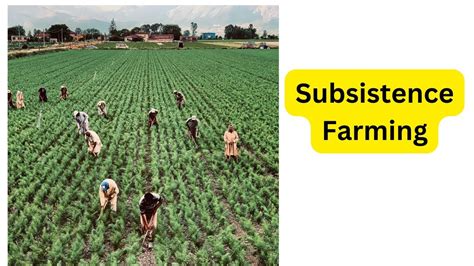 Best Tips That You Need To Know About Subsistence Farming Technical