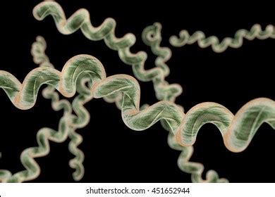 Lyme Disease Borreliosis Disease Borrelia 3d Stock Illustration ...