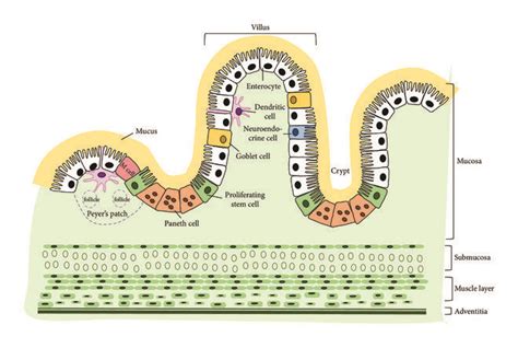 A Cartoon Depicting The Cross Sectional Structure Of Small Intestine