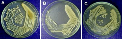 Growth Rate Of The Isolates A Alteromonas Sp Prim 21 B