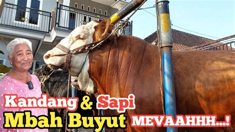 Kandang Mewah Mbah Buyut Bak Villa Sapinya Gak Kalah Mewah Youtube