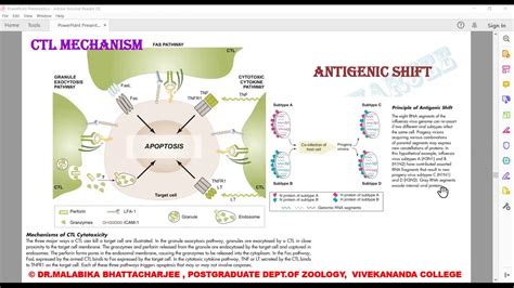 Immunology Comprehensive Revision Hn Subtypes Tcr Serial Triggering