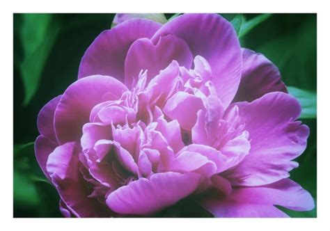 Peony Flower Blossom Pink Free Stock Photo Public Domain Pictures