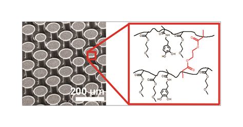 Enhanced Wet Adhesion And Shear Of Elastomeric Micro Fiber Arrays With