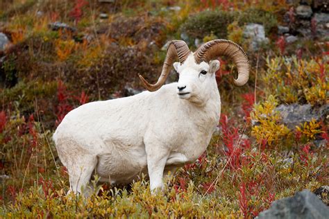 Dall Sheep By Paul Tessier Dall Sheep Alaska Stocksy United