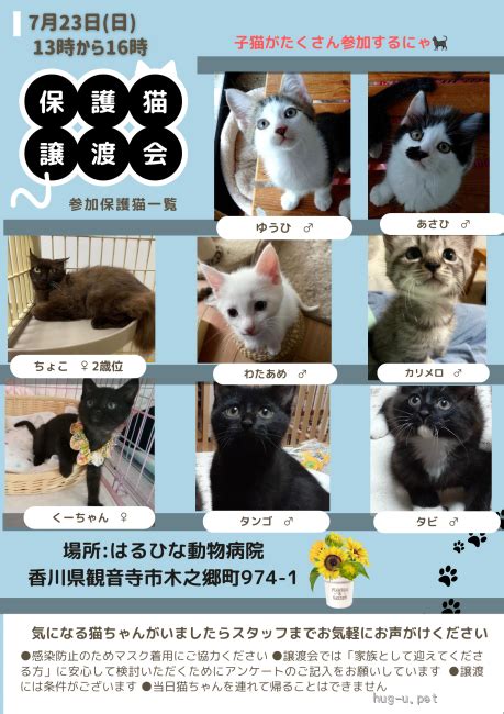 譲渡会 保護猫譲渡会香川県｜ハグー みんなのペット里親情報