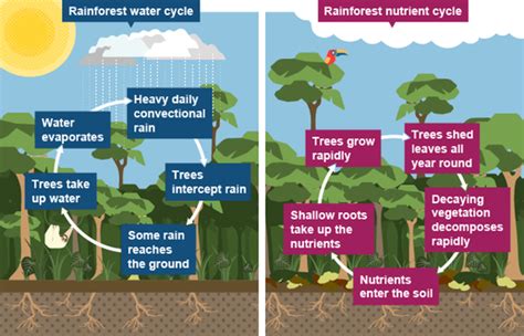 Hydrologic process of a rainforest - RAINFORESTS