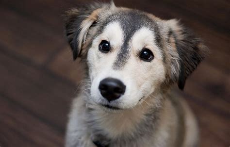 Golden Retriever Husky Mix Meet The Beloved Goberian My Dogs Name