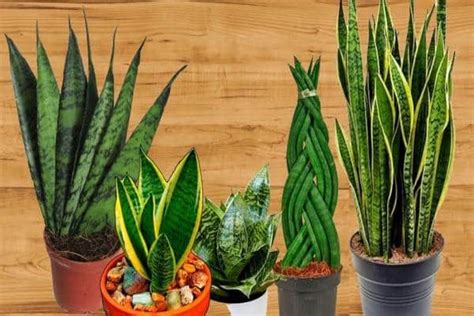 Comment Multiplier La Sansevieria La Plante Indestructible