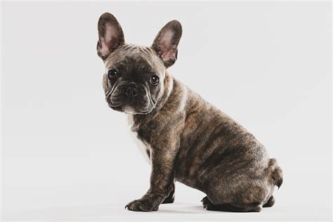 25 French Bulldog Colors Common And Rare With Pictures Happy French