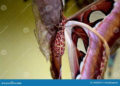 Atlas Moth on Cocoon stock image. Image of cocoon, rest - 103283973