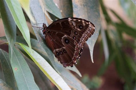 Borboleta Inseto Asas Foto Gratuita No Pixabay Pixabay