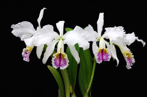 Cattleya Mossiae Var Semi Alba First Bloom Seedling From A Flickr