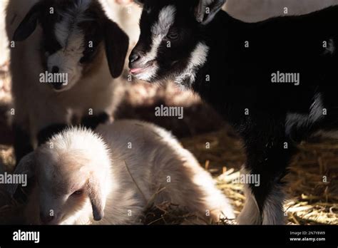 Lazy Baby Goat Surrounded By Playful Siblings Adorable Baby Goats