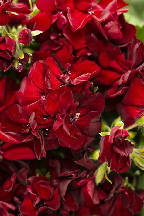 Red Flowers With Green Leaves In The Background