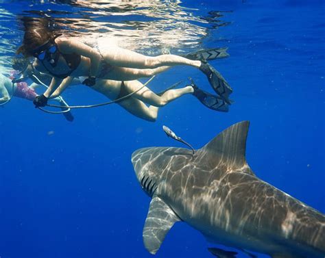 Florida Shark Tours | Daily Shark Adventures | Florida Shark Diving