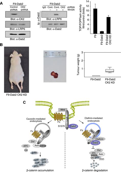 Knockdown Of CK2 Inhibits The Tumour Suppressor Functions Of Dab2 A