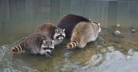 Raccoon Habits - AnimalBehaviorCorner