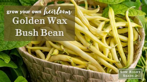 Sow Right Seeds Golden Wax Bush Bean Youtube