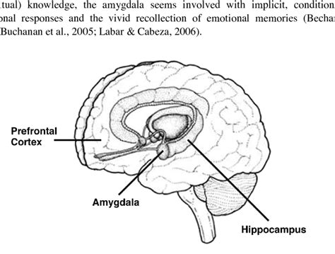 Memory Brain Diagram