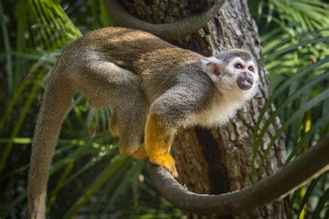 Squirrel Monkeys